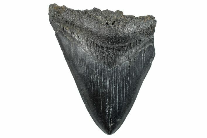 Partial Megalodon Tooth - South Carolina #268620